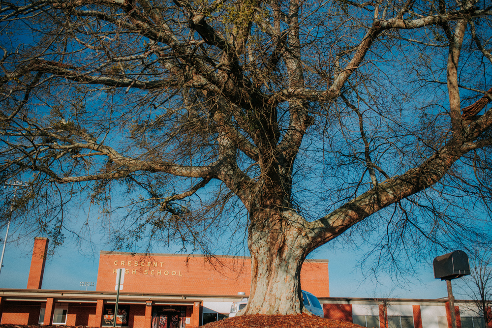 Crescent Says Goodbye to 60-year-old Student Memorial Tree