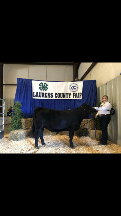 Emily Wilson: Reserve Grand Champion Continental Show