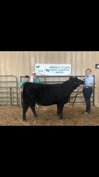 Emily Wilson with her Reserve Grand Champion Simmental 