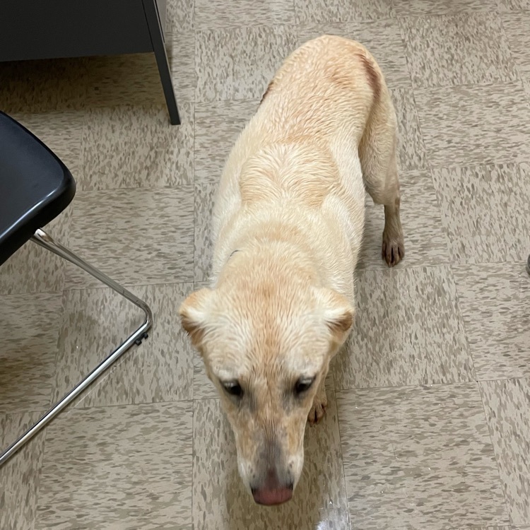 dog