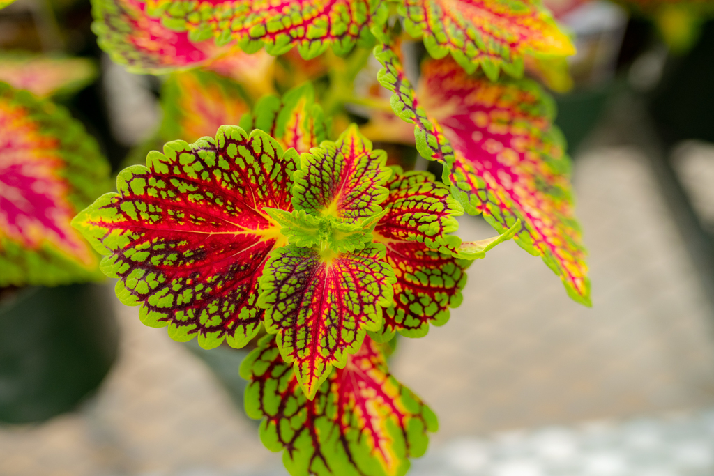 Plant Sale